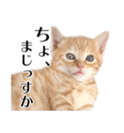 敬語こねこ（個別スタンプ：9）