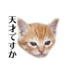 敬語こねこ（個別スタンプ：10）