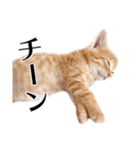 敬語こねこ（個別スタンプ：11）