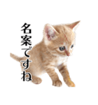 敬語こねこ（個別スタンプ：12）