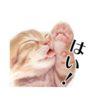 敬語こねこ（個別スタンプ：13）