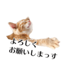 敬語こねこ（個別スタンプ：15）