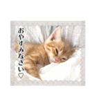 敬語こねこ（個別スタンプ：16）