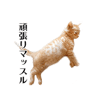 敬語こねこ（個別スタンプ：17）