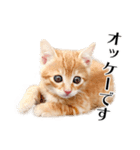 敬語こねこ（個別スタンプ：18）