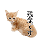 敬語こねこ（個別スタンプ：19）