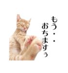 敬語こねこ（個別スタンプ：20）