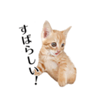 敬語こねこ（個別スタンプ：21）