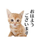 敬語こねこ（個別スタンプ：22）