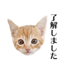 敬語こねこ（個別スタンプ：23）