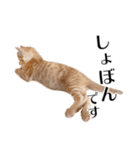 敬語こねこ（個別スタンプ：24）