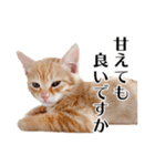 敬語こねこ（個別スタンプ：25）