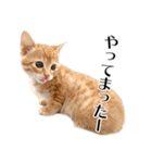 敬語こねこ（個別スタンプ：26）