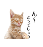 敬語こねこ（個別スタンプ：28）