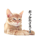 敬語こねこ（個別スタンプ：30）