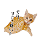 敬語こねこ（個別スタンプ：31）