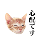 敬語こねこ（個別スタンプ：32）