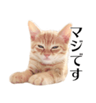 敬語こねこ（個別スタンプ：34）