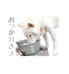 しょーきちの毎日スタンプ（個別スタンプ：2）
