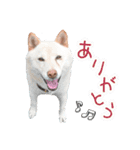 しょーきちの毎日スタンプ（個別スタンプ：3）