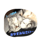 かわいいちょこたんとちるるたん（個別スタンプ：1）