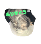 かわいいちょこたんとちるるたん（個別スタンプ：4）