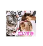 かわいいちょこたんとちるるたん（個別スタンプ：7）