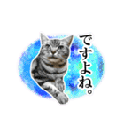 宇宙柄のハイパー猫ちゃん★実写（個別スタンプ：9）
