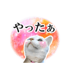宇宙柄のハイパー猫ちゃん★実写（個別スタンプ：11）