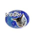 宇宙柄のハイパー猫ちゃん★実写（個別スタンプ：25）
