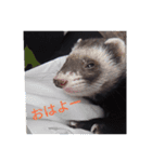 ニートのフェレット（個別スタンプ：3）