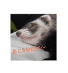 ニートのフェレット（個別スタンプ：4）