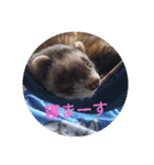ニートのフェレット（個別スタンプ：7）