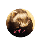 ニートのフェレット（個別スタンプ：8）