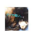ニートのフェレット（個別スタンプ：9）