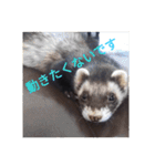 ニートのフェレット（個別スタンプ：11）