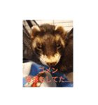ニートのフェレット（個別スタンプ：13）