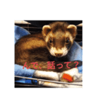 ニートのフェレット（個別スタンプ：15）
