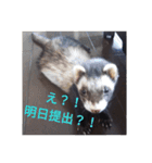 ニートのフェレット（個別スタンプ：16）