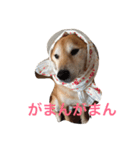 大好きてんちゃん（個別スタンプ：3）