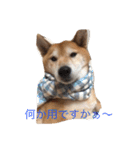 大好きてんちゃん（個別スタンプ：5）