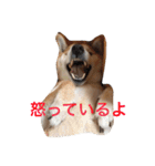 大好きてんちゃん（個別スタンプ：6）