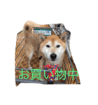 大好きてんちゃん（個別スタンプ：10）