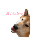 大好きてんちゃん（個別スタンプ：12）