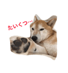 大好きてんちゃん（個別スタンプ：13）