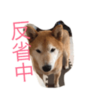 大好きてんちゃん（個別スタンプ：16）