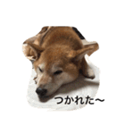 大好きてんちゃん（個別スタンプ：23）