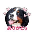 バーニーズ佐助の日常（個別スタンプ：6）