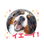 バーニーズ佐助の日常（個別スタンプ：7）