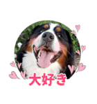 バーニーズ佐助の日常（個別スタンプ：8）